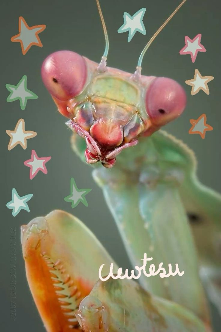 Bichos